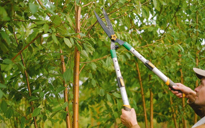 Tree trimming in Tamarack, MN